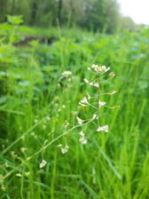 , mauvaise herbe gazon. Workspassion Sàrl, Valais, Conthey