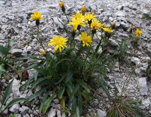 , mauvaise herbe gazon. Workspassion Sàrl, Valais, Conthey