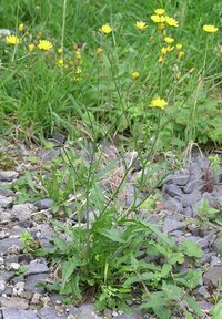 , mauvaise herbe gazon. Workspassion Sàrl, Valais, Conthey