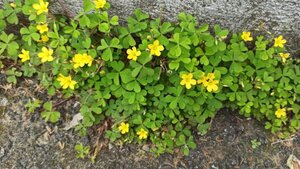 Oxalis corniculé — Oxalis corniculata, mauvaise herbe gazon. Workspassion Sàrl, Valais, Conthey