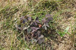 Oxalis corniculé — Oxalis corniculata, mauvaise herbe gazon. Workspassion Sàrl, Valais, Conthey
