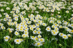 Pâquerette — Bellis perennis, mauvaise herbe gazon. Workspassion Sàrl, Valais, Conthey