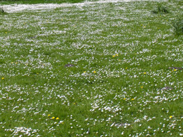 Pâquerette — Bellis perennis, mauvaise herbe gazon. Workspassion Sàrl, Valais, Conthey