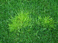 , mauvaise herbe gazon. Workspassion Sàrl, Valais, Conthey