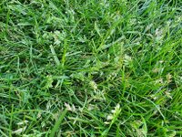 , mauvaise herbe gazon. Workspassion Sàrl, Valais, Conthey