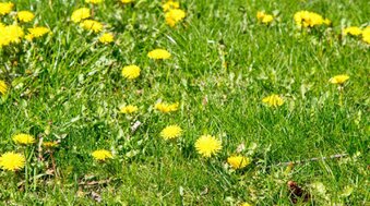 Pissenlit / Taraxacum officinale, mauvaise herbe gazon. Workspassion Sàrl, Valais, Conthey