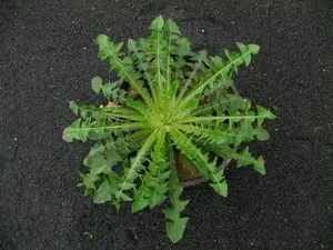 Pissenlit / Taraxacum officinale, mauvaise herbe gazon. Workspassion Sàrl, Valais, Conthey