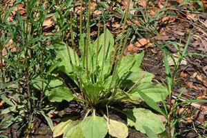 Plantain lancéolé — Plantago lanceolata, mauvaise herbe gazon. Workspassion Sàrl, Valais, Conthey