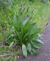 Plantain lancéolé — Plantago lanceolata, mauvaise herbe gazon. Workspassion Sàrl, Valais, Conthey