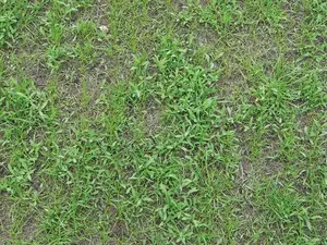 , mauvaise herbe gazon. Workspassion Sàrl, Valais, Conthey