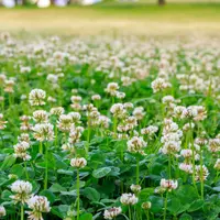 Trèfle blanc — Trifolium repens, mauvaise herbe gazon. Workspassion Sàrl, Valais, Conthey
