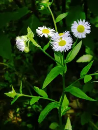 Vergerette annuelle / Erigeron annuus, mauvaise herbe gazon. Workspassion Sàrl, Valais, Conthey