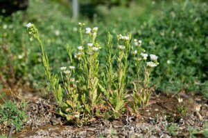 Vergerette annuelle / Erigeron annuus, mauvaise herbe gazon. Workspassion Sàrl, Valais, Conthey