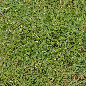 Véronique de Perse — Veronica persica, mauvaise herbe gazon. Workspassion Sàrl, Valais, Conthey