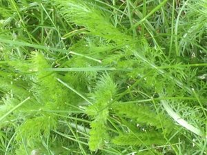 , mauvaise herbe gazon. Workspassion Sàrl, Valais, Conthey